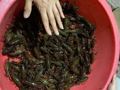 -同銮特种养殖场·龙虾垂钓