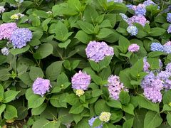 -铁山坪森林公园