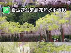 -嘉定紫藤园