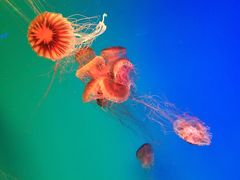 -芜湖新华联大白鲸海洋公园