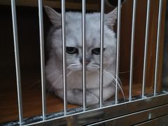 -瑞派雷欧宠物医院·24h夜诊·心脏骨科牙科·全科重症转诊中心(无影山店)