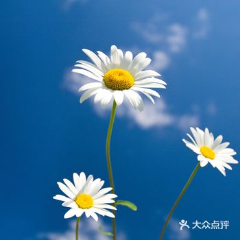 洋甘菊纯露对皮肤护理非常神效，能镇静红疹、敏感、红斑