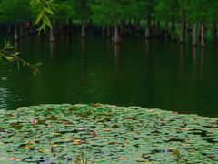 -白鹭湾湿地公园