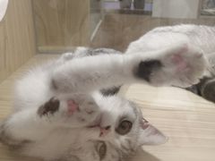 -屋虎猫馆(宝安大仟里店)
