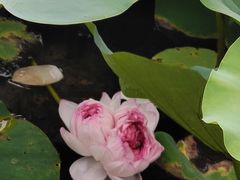 -荷塘月色湿地公园·向阳花洲