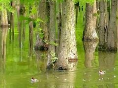 -白鹭湾湿地公园