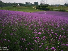 -紫颐香薰山谷景区