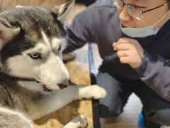 -Husky Go! 哈士奇体验馆·宠物咖啡厅狗咖
