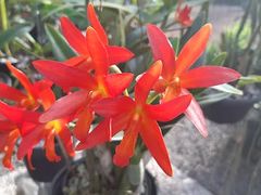 -维乐口腔医院(星海湾分院)