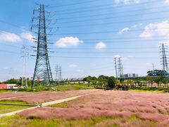 -王借岗森林公园