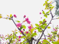 -新虹桥中心花园