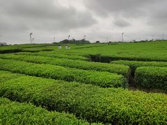 -雪绿茶博物馆