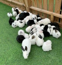 -萌宠亲子动物乐园(槐房万达店)