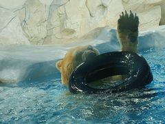 -海合安成都极地海洋公园