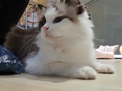 -momokira米努特·德文卷毛猫·棉花面纱犬