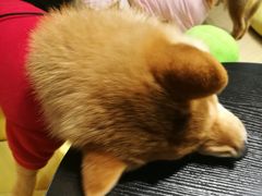 -逗柴咖啡屋·狗咖猫咖宠物桌游