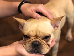 -柯斗斗主题餐厅·狗咖·围炉煮茶·茶饮(国瑞升平里店)