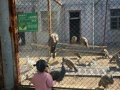 -太阳部落