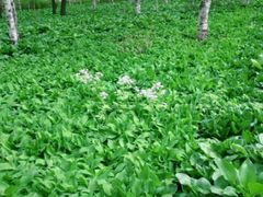 -黑龙江省森林植物园