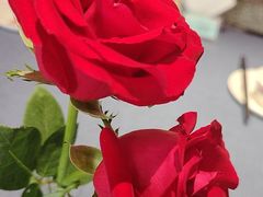 -钱塘秋荷(开鲁路店)