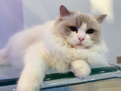-momokira米努特·德文卷毛猫·棉花面纱犬