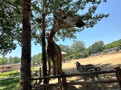 -大连森林动物园