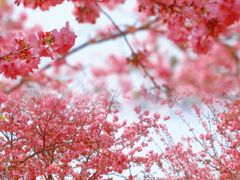-天适樱花悠乐园