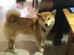 -柴务处·柴犬主题狗咖