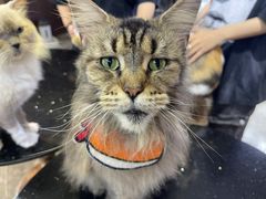 -more than meow吴止猫主题餐厅(承德 中船汇店)