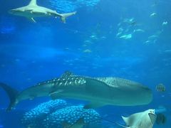 -珠海长隆海洋王国
