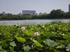 -莲花池公园
