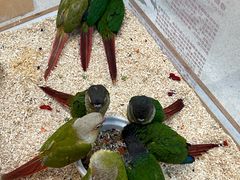 -帕帕拉兹宠物(亚洲旗舰店)