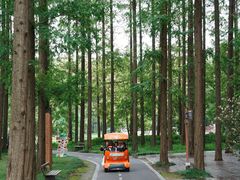 -黄海国家森林公园