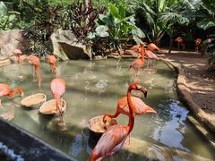 -海南热带野生动植物园