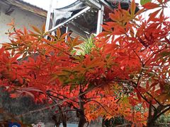-王幺妹泡姜鸡火锅