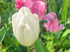 -洛阳郁金香牡丹园