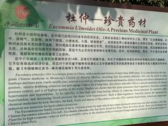 -广西壮族自治区药用植物园