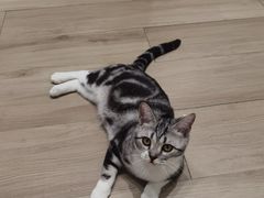 -COLOR PETS 撸猫馆·购猫·猫咖(长风大悦城店)