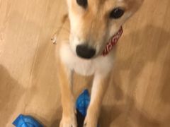 -南京Hallo宠物乐园·哈罗犬舍·柴犬繁育基地