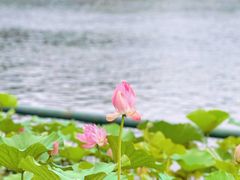 -什刹海