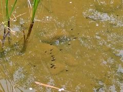 -合肥滨湖国家森林公园