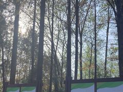 -合肥滨湖国家森林公园