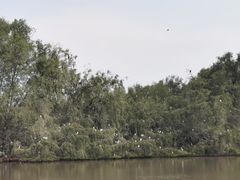 -大湾区中央湿地公园
