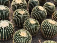 -南山植物园