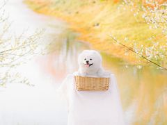 -花开海上生态园