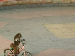 -石家庄市动物园