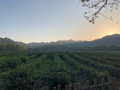 -中国茶叶博物馆(双峰馆区)