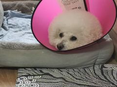 -北京派仕佳德动物医院·超导核磁·CT·神经科·骨科·内外科·急重症管理中心