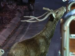 -清迈夜间动物园