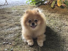 -J Create城市露营咖啡·简餐·宠物(上海动物园店)